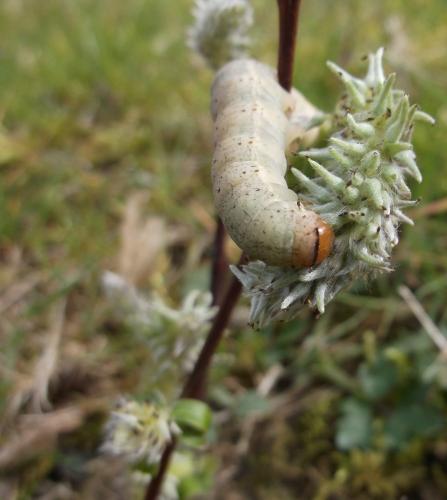 Ammopolia witzenmanni